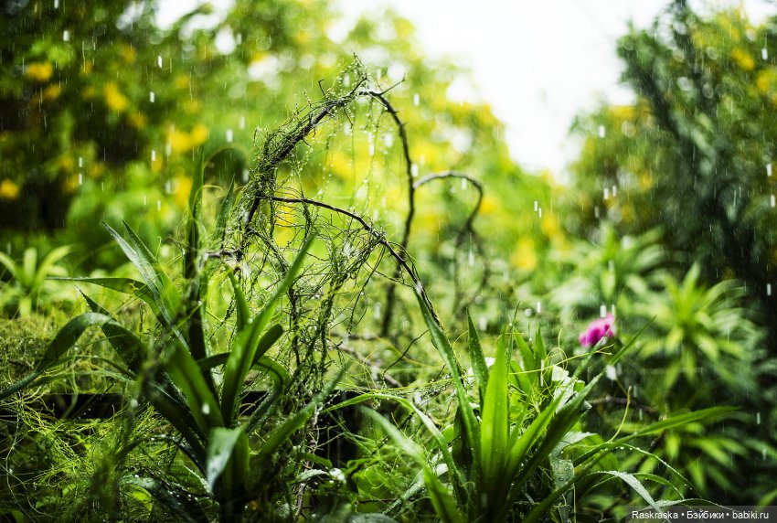 Волшебное Лето - 5 - красавица Ванесса (фото 8)