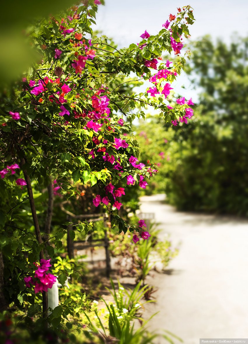 Волшебное Лето - 5 - красавица Ванесса