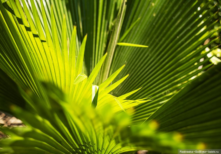 Волшебное Лето - 6 - Love Story (фото 9)