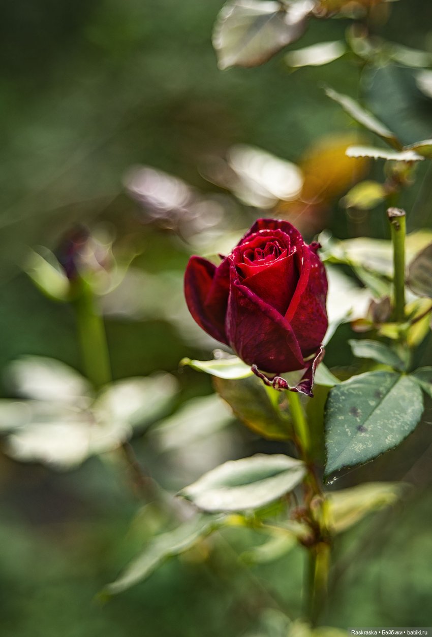 Margaret Frost/ The Biggers, ее осень, и вопрос про тело