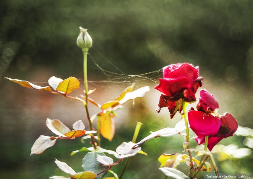 Margaret Frost/ The Biggers, ее осень, и вопрос про тело (фото 10)