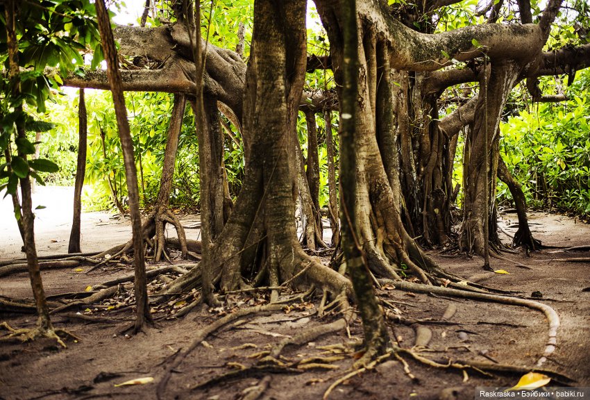 Волшебное Лето - 9 - Неторопливые дни Романа