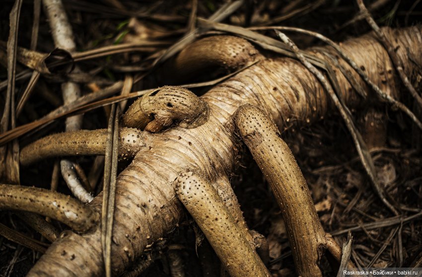 Волшебное Лето - 9 - Неторопливые дни Романа