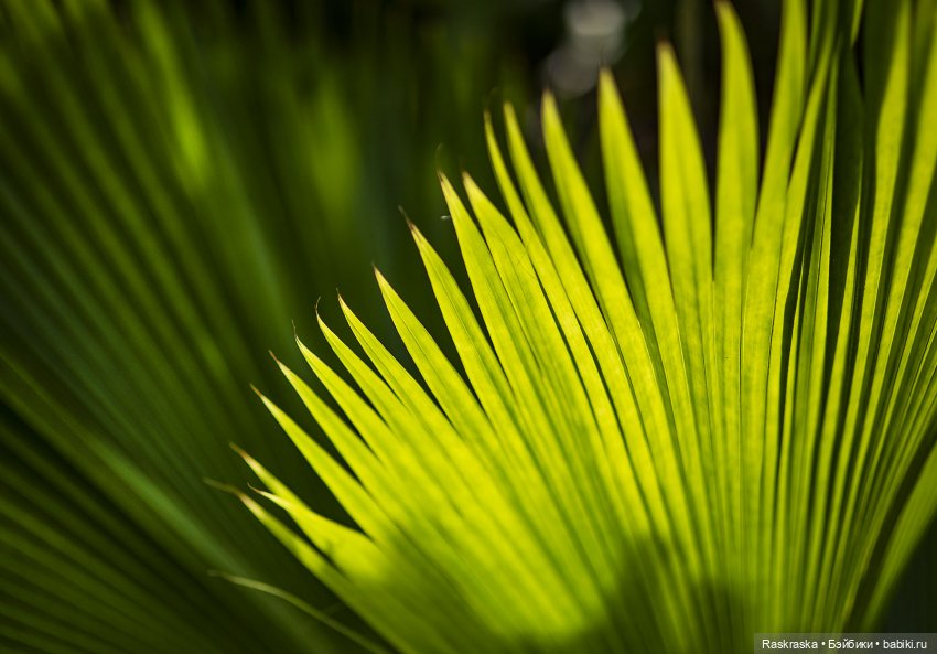 Волшебное Лето 10 - Поппи и Полуденный Зной🌞 (фото 10)