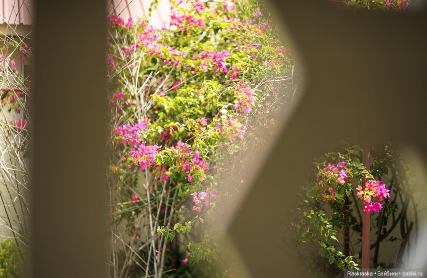 Волшебное Лето 10 - Поппи и Полуденный Зной🌞 (фото 9)