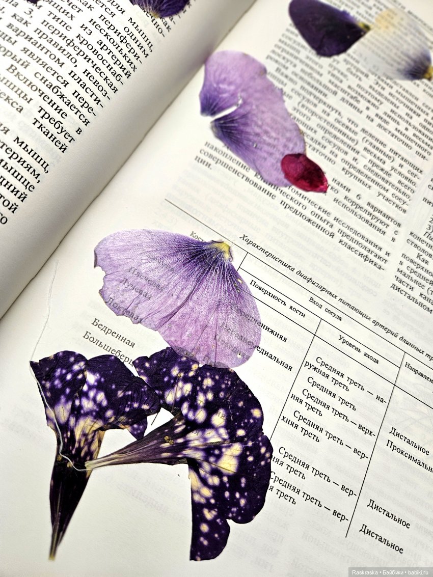 Колокольчиковые феи встретили подругу, и еще раз о засушивании цветов (фото 4)