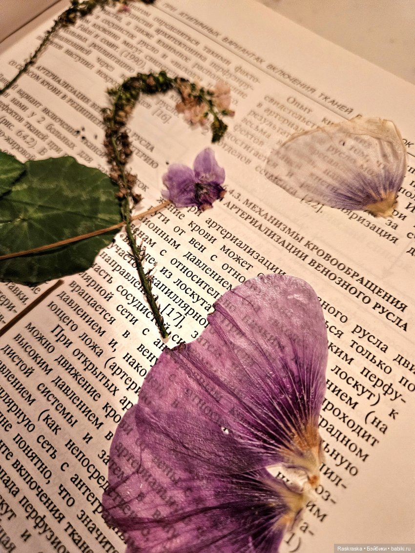 Колокольчиковые феи встретили подругу, и еще раз о засушивании цветов (фото 3)