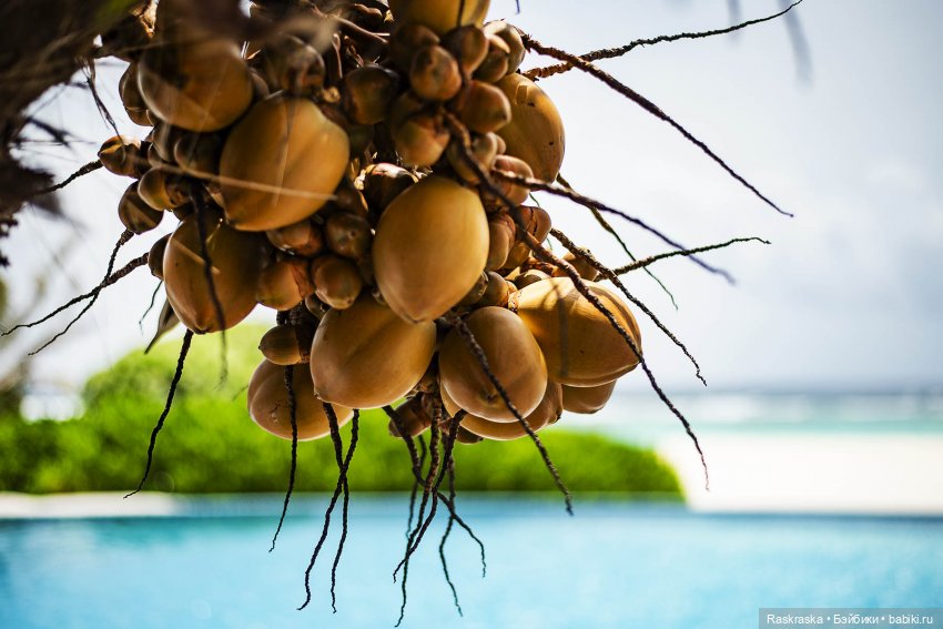 Волшебное Лето - 11 - и снова Ванесса (фото 8)