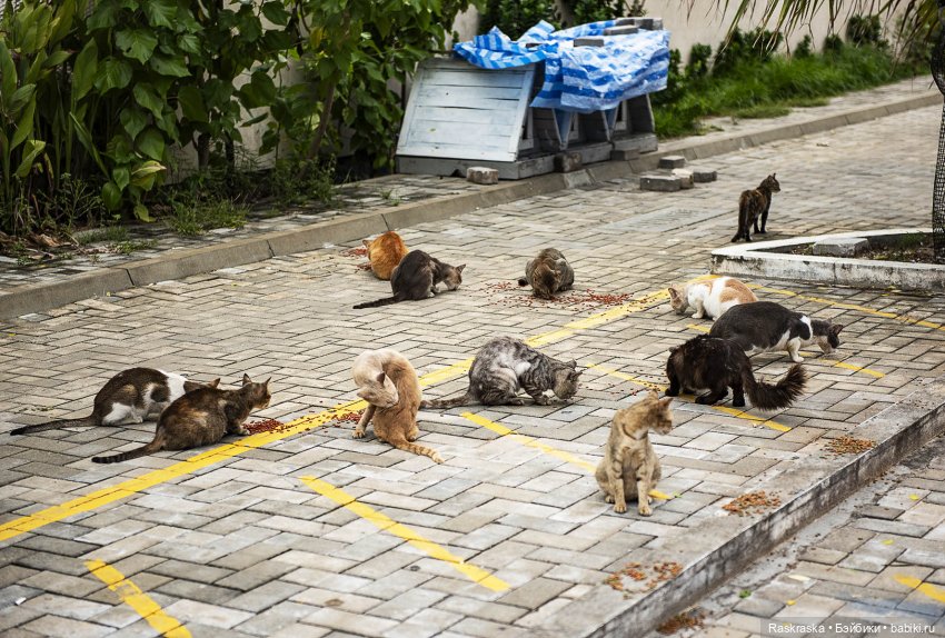 Волшебное лето - 13 - Начало прощания 🏖