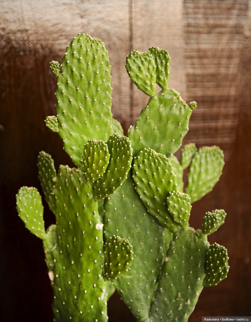 Волшебное Лето 15 - заключительная серия - до свидания, теплые страны! 🌅