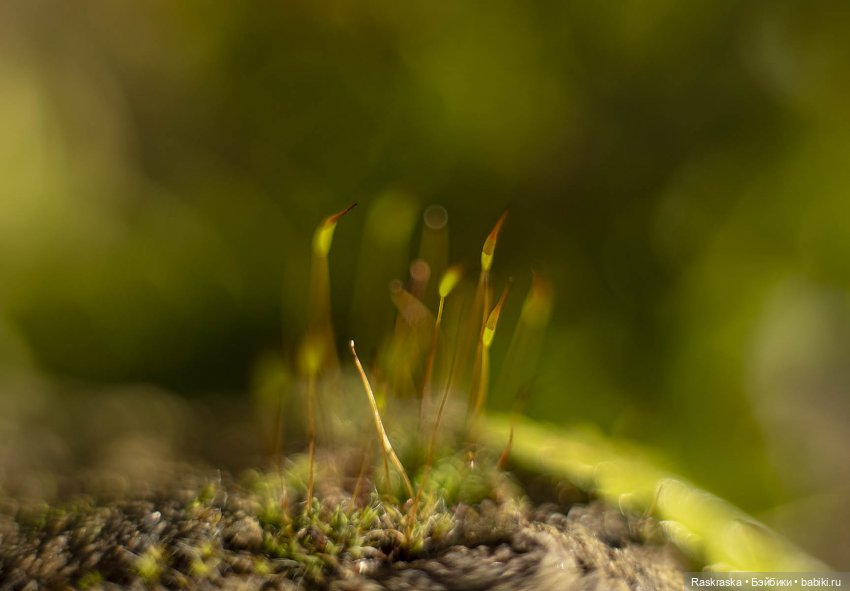 Весточка для друга — Интересные игрушки и фигурки (разное): редкие (фото 4)