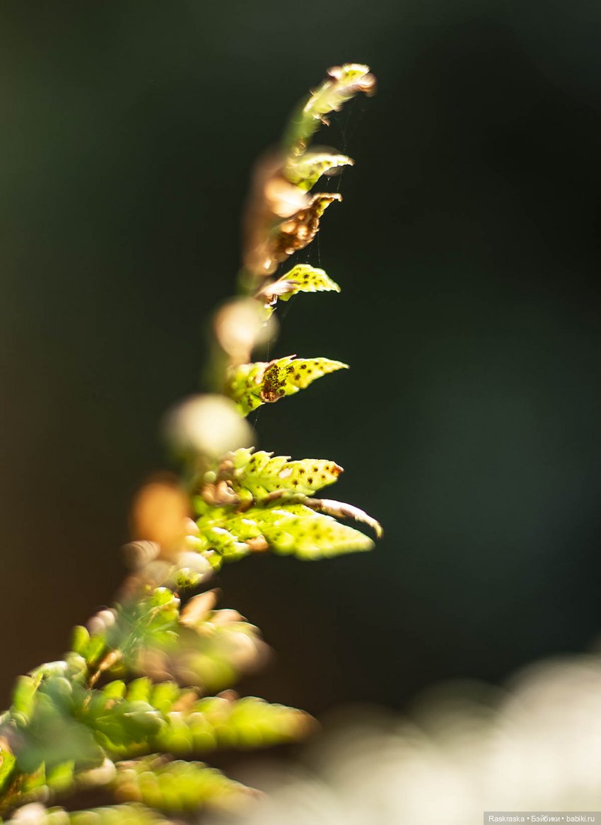 Весточка для друга — Интересные игрушки и фигурки (разное): редкие (фото 5)