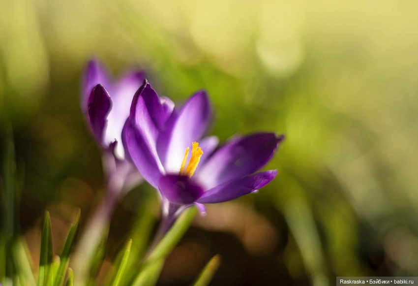 Весточка для друга — Интересные игрушки и фигурки (разное): редкие (фото 3)