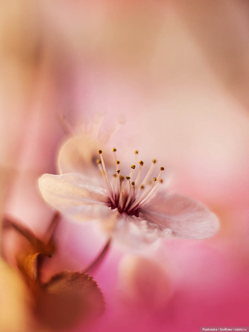 Как долго я ее ждала 🐱🐱🐱 Mariko Cat (фото 8)