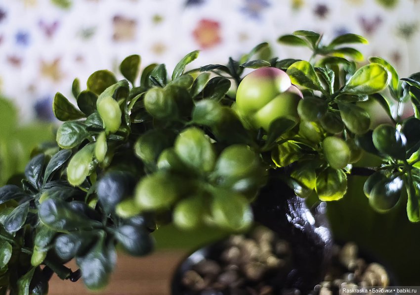 Сон Марико о лете которое бывает так часто