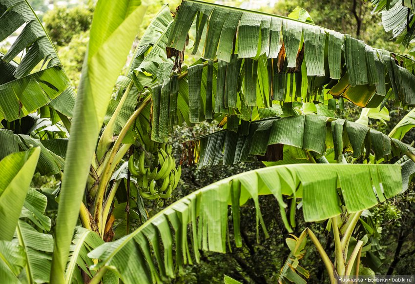 Продолжаю о путешествии на корабле - часть 2 - Доминиканская республика