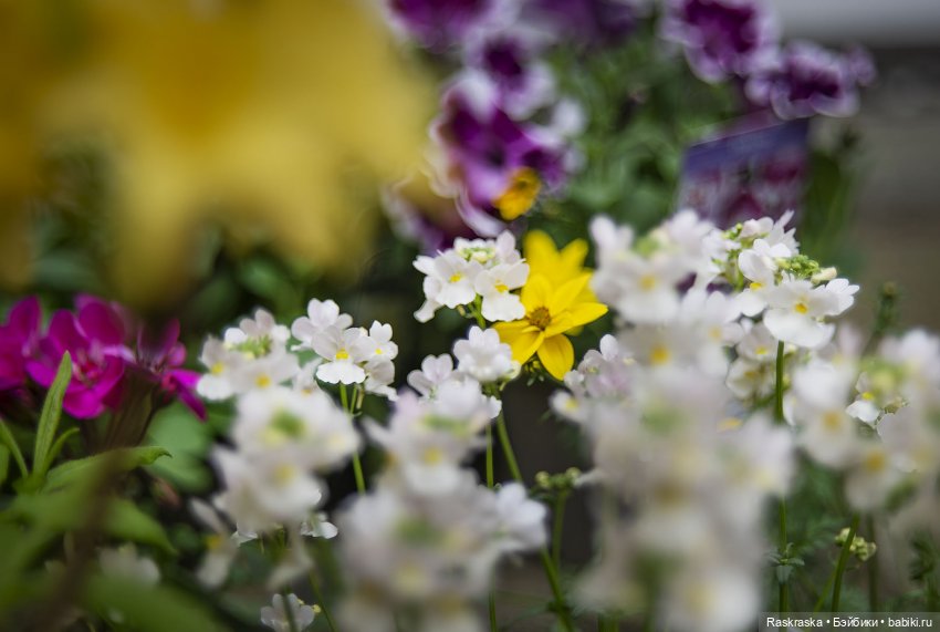 Сезон садовых цветов открыт💐