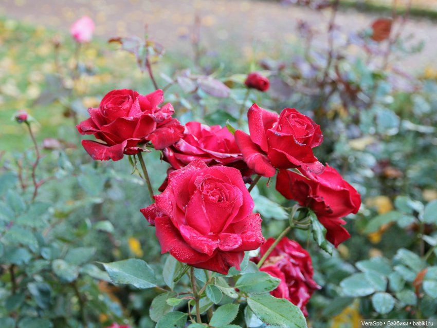 Вальс-бостон в Михайловском саду (фото 7)