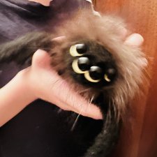 Паучок Вайс который радует нас каждый день🕷️