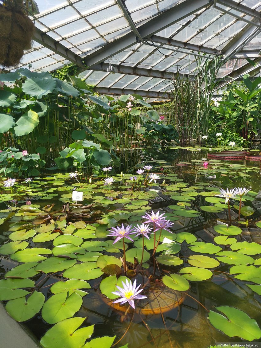 Летняя прогулка Капустки - Часть 2 (фото 2)