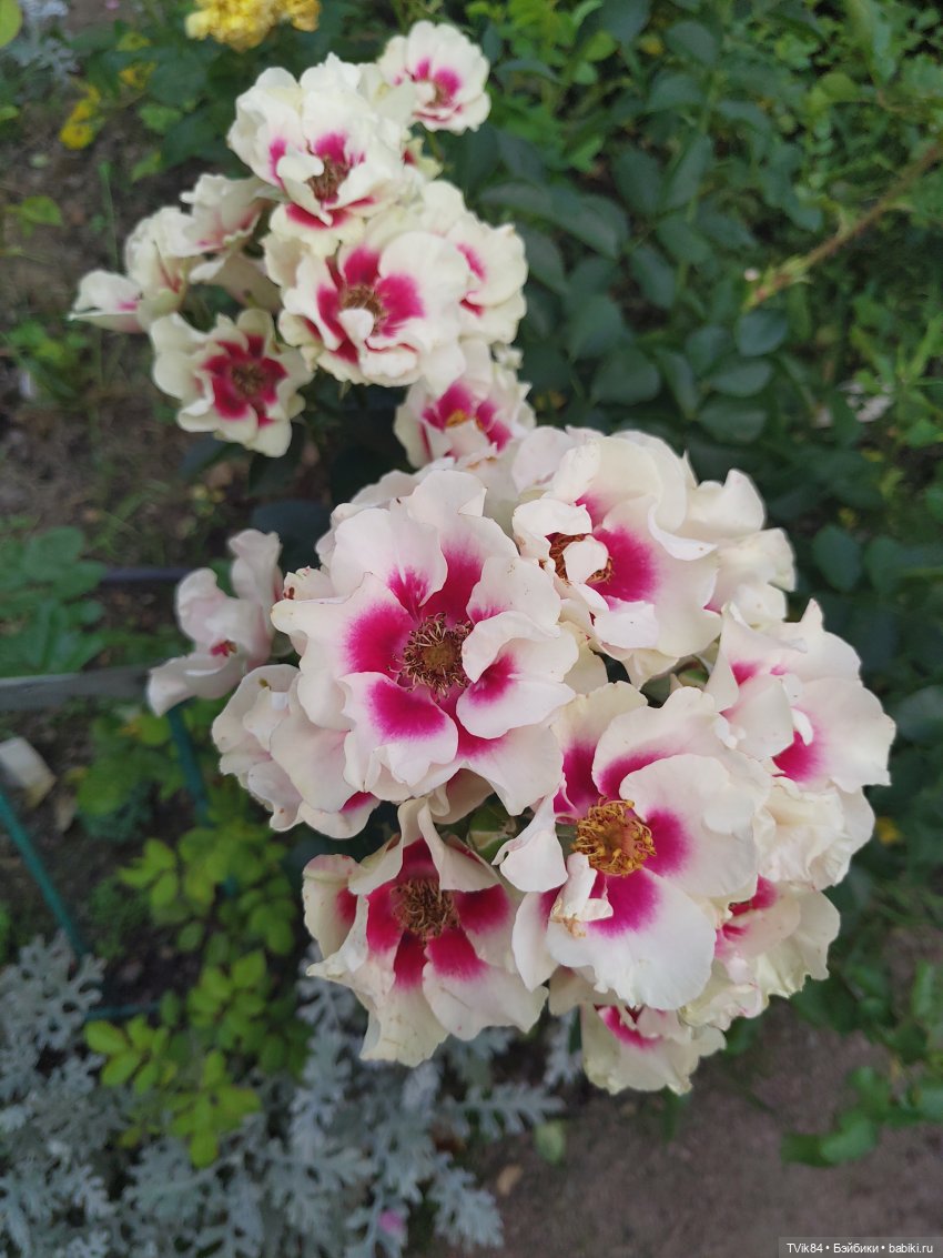 Краски осени или как чертяка в Ботанический сад ходил (фото 5)