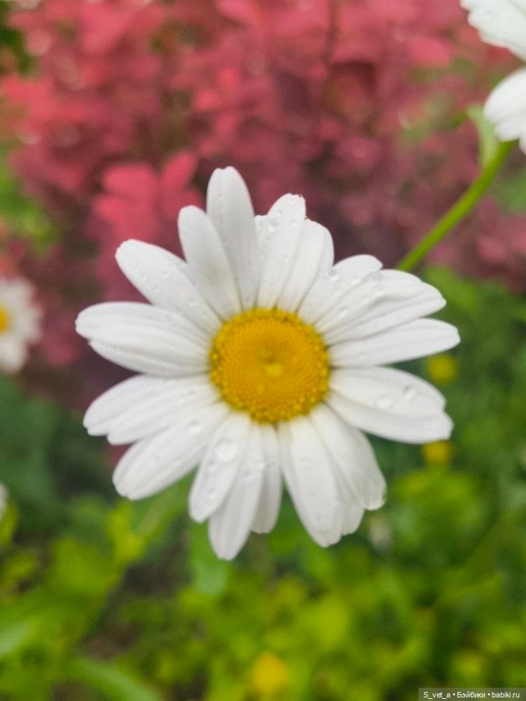 И наш цветочек от Анюты, Бубы и меня!