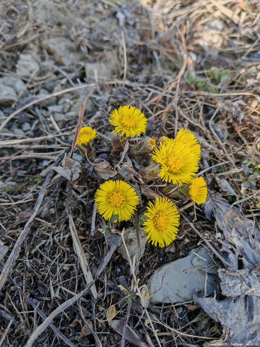 Радуемся весне — Куклы Barbie (Барби): Looks