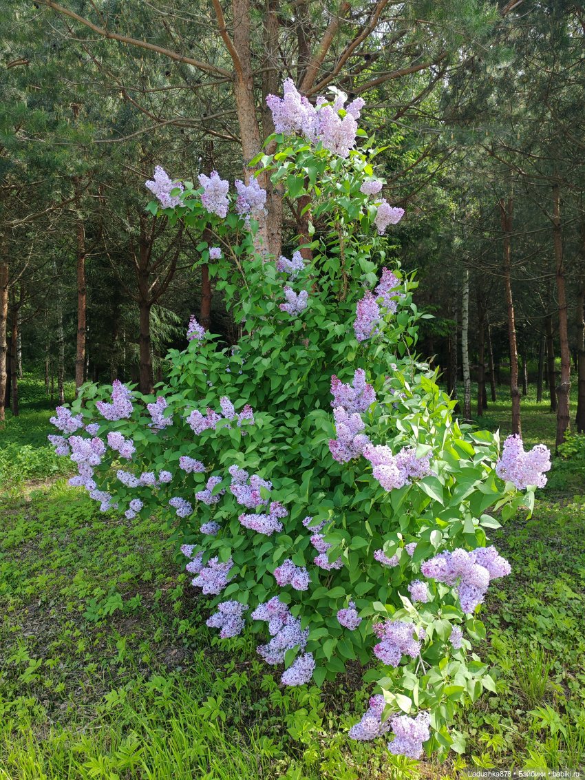 Не по сезону топик)) — Куклы Барби