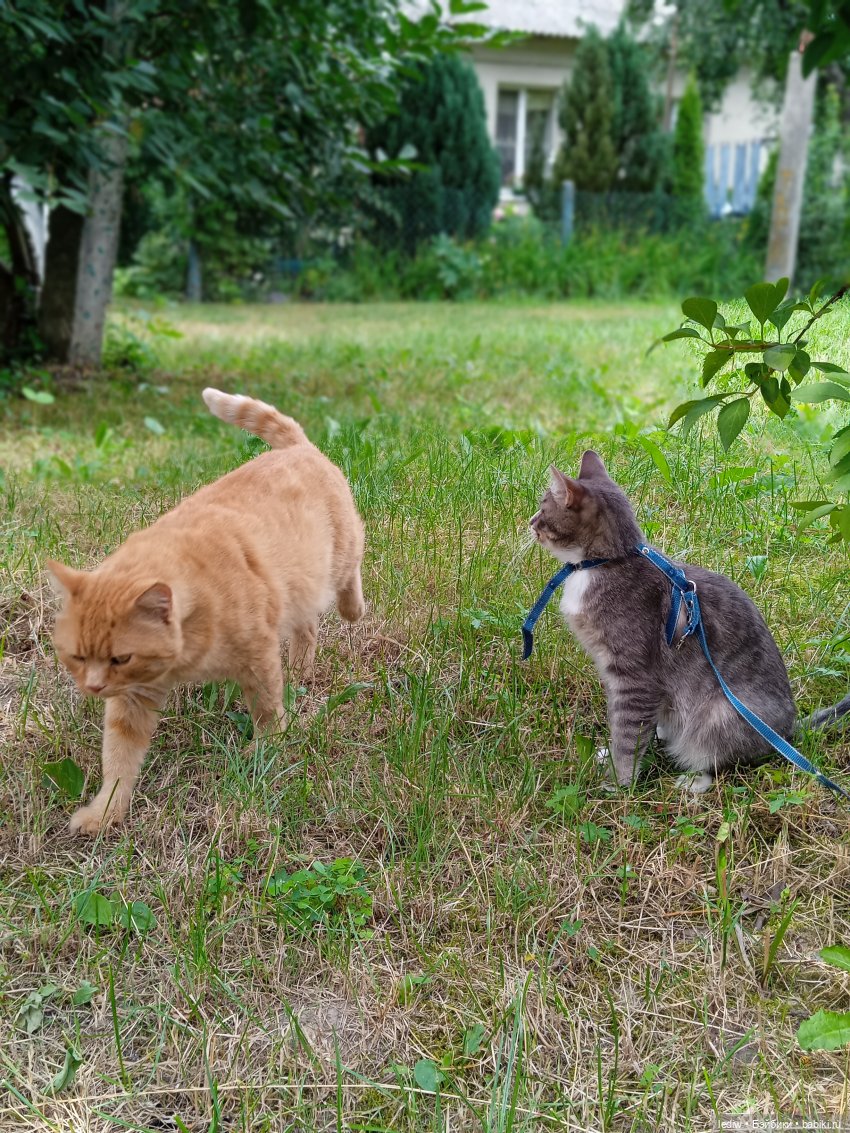 Новая жизнь старых кукол. Жара