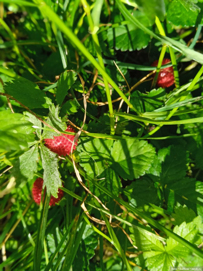 Новая жизнь старых кукол. Софья (фото 2)