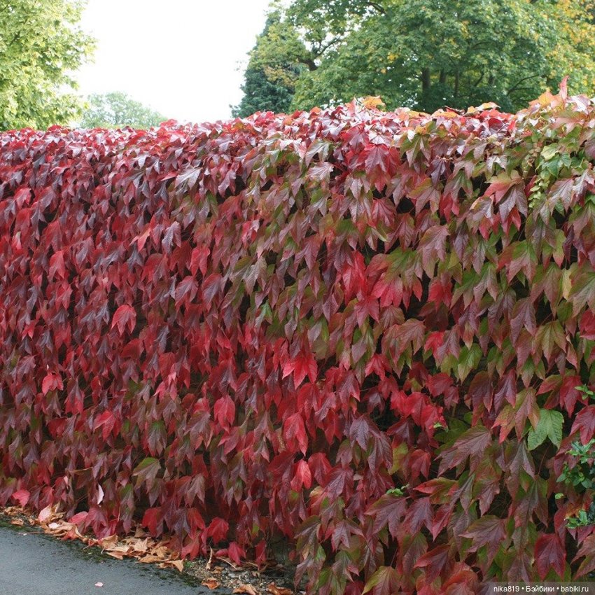 Арес на проветривании — Болталка и разговоры обо всем: жизнь (фото 2)