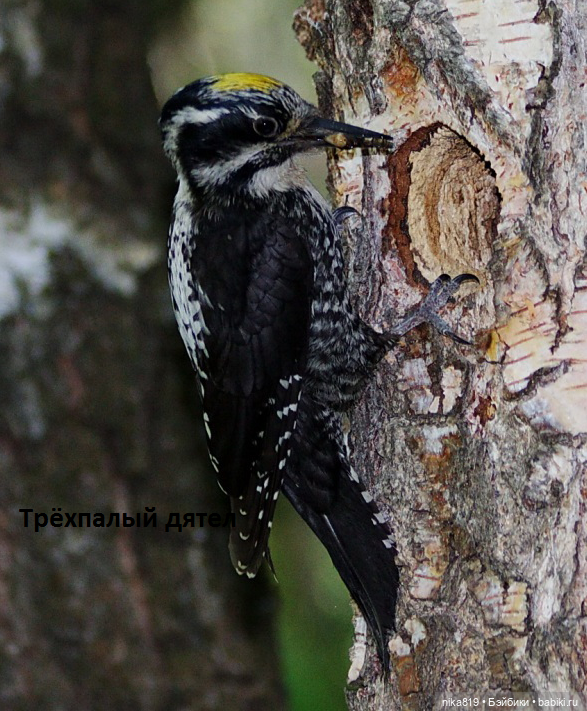 трёх палый трёх палый