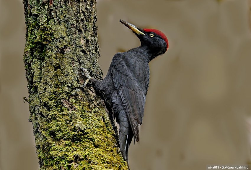 Новый столик у Ягуси | Бэйбики Новый столик у Ягуси — Болталка и разговоры обо всем: жизнь (фото 4)