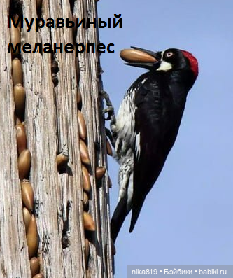 Муравьиный Муравьиный