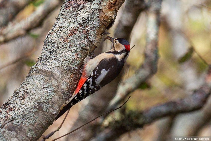 большой пестрый большой пестрый