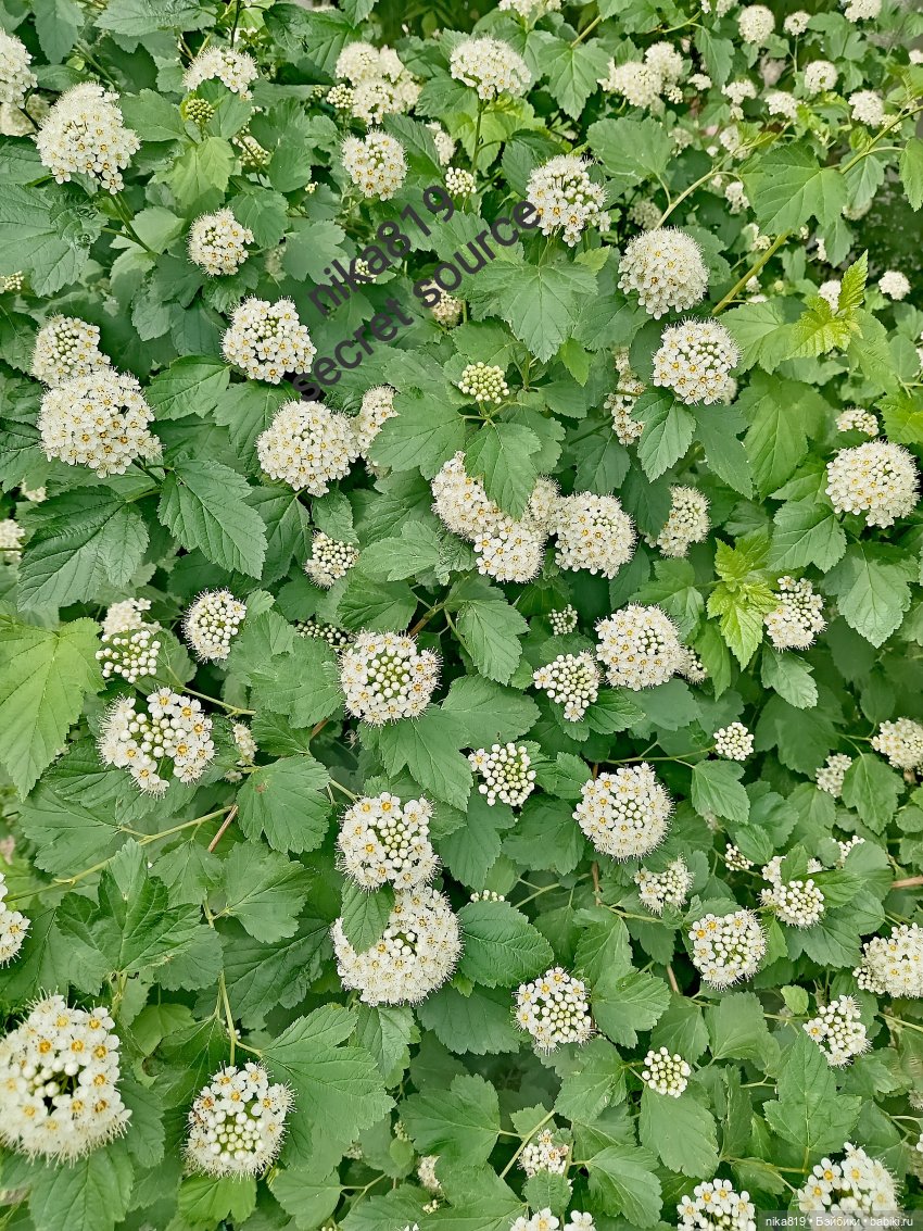 Пузыреплодник Пузыреплодник