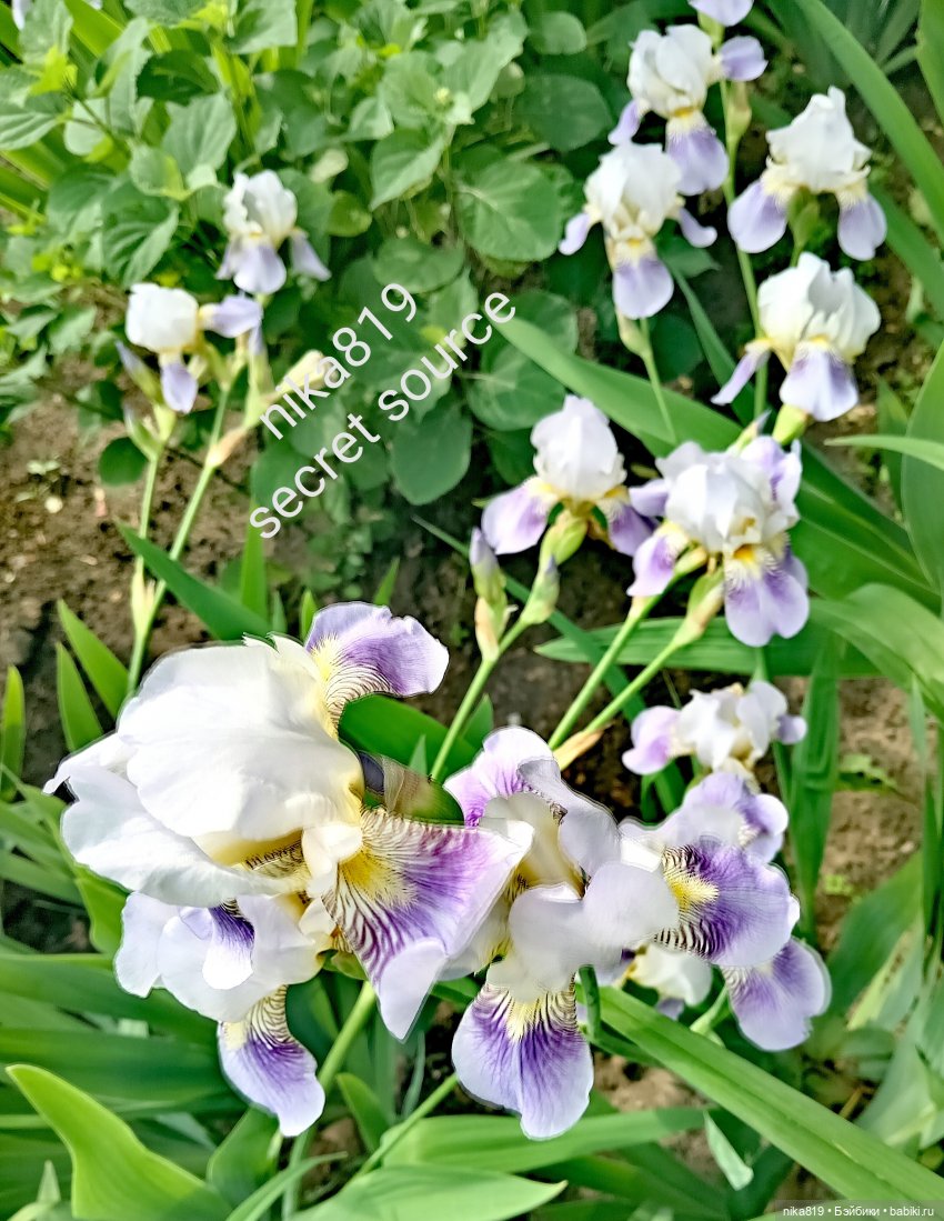 Ирисы