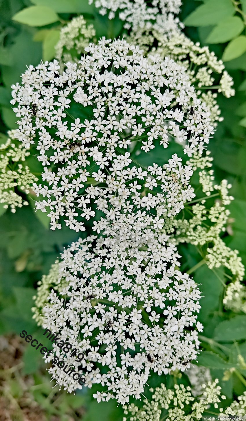 Травка Травка