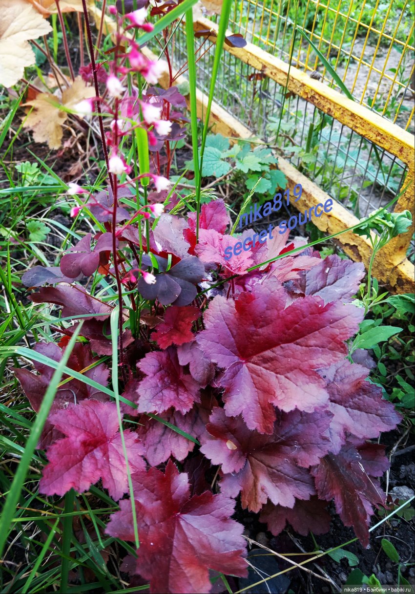 Гейхерелла