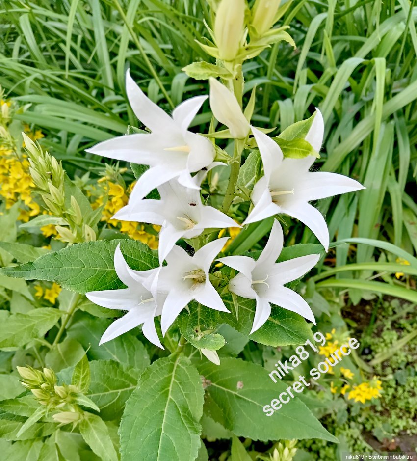 Колокольчик