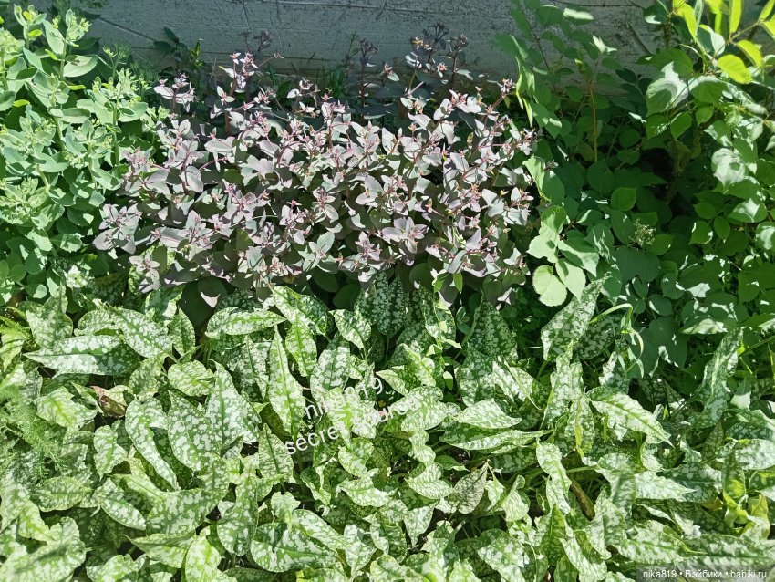 Дачные зарисовки от Кощея