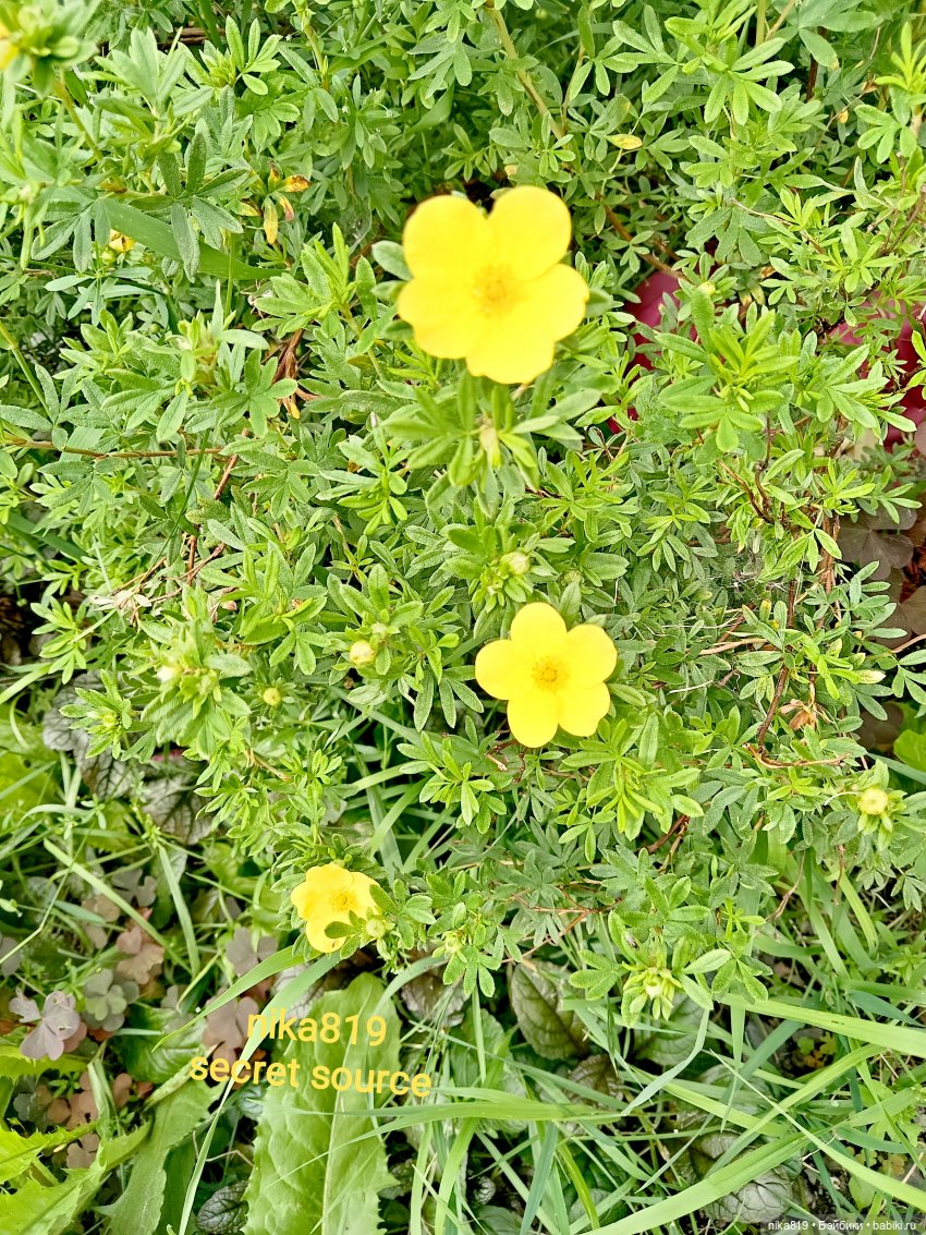 Дачные зарисовки от Кощея (фото 4)