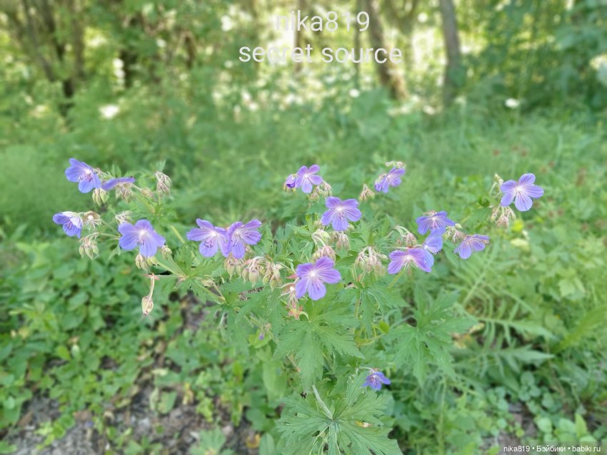 Дачные зарисовки от Кощея