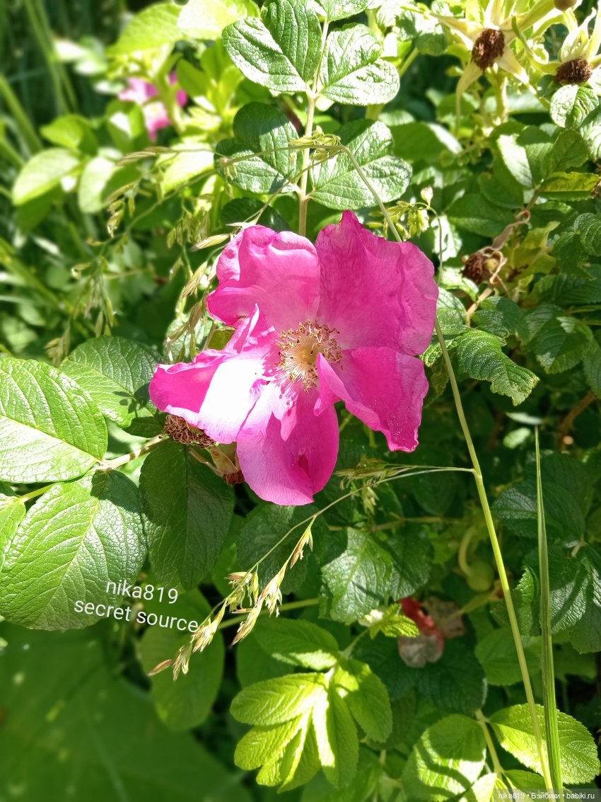 Дачные зарисовки от Кощея