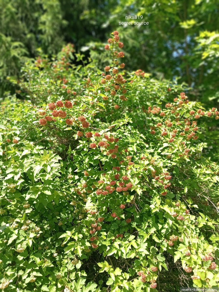 Дачные зарисовки от Кощея