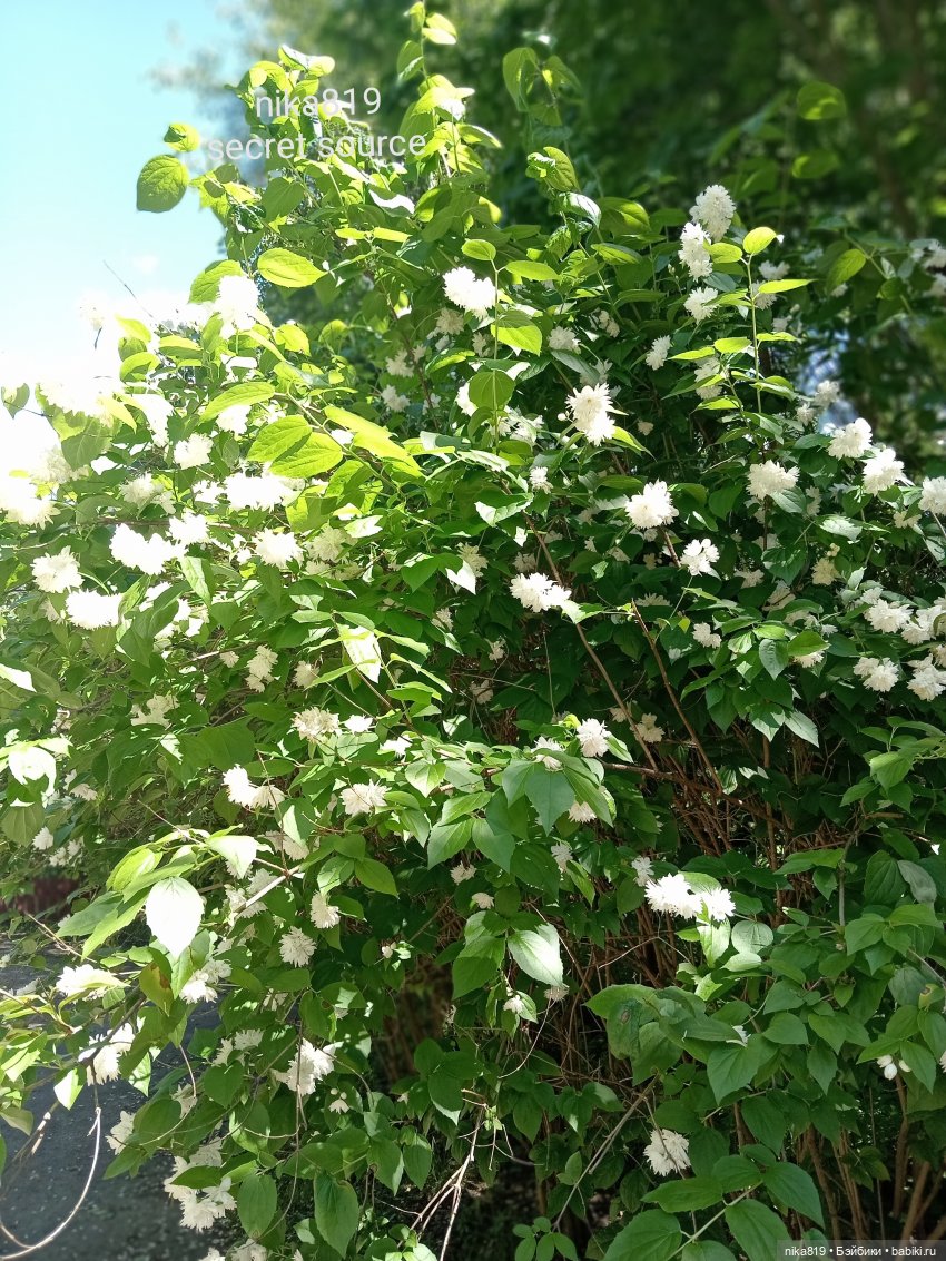 Дачные зарисовки от Кощея