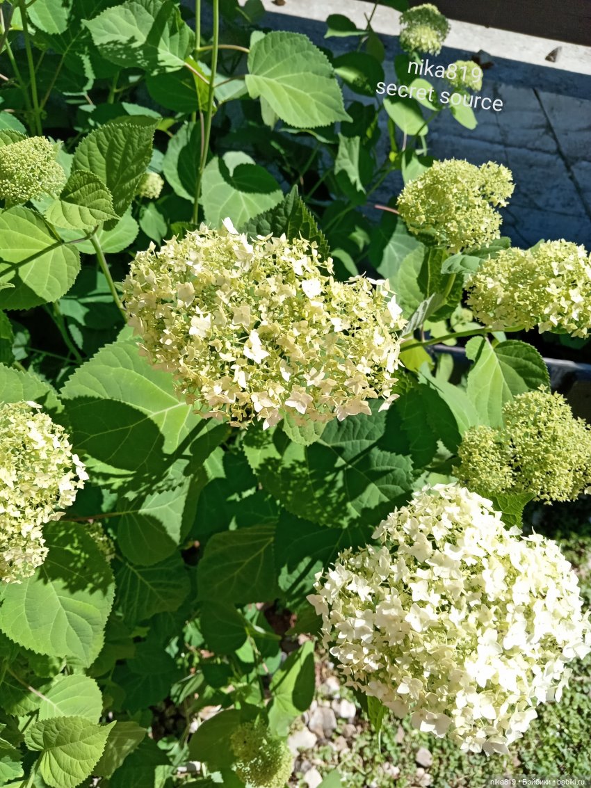 Дачные зарисовки от Кощея (фото 8)