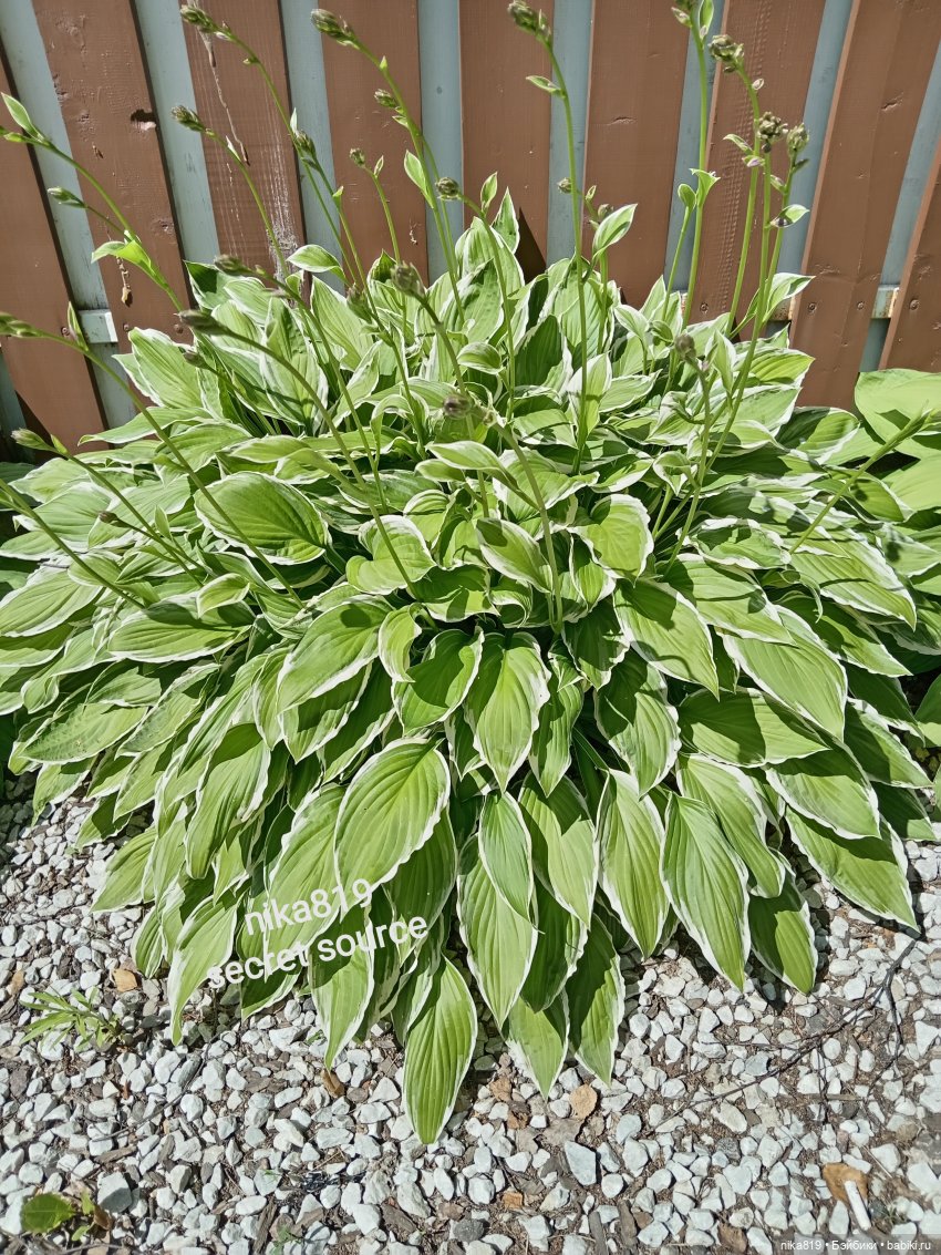 Дачные зарисовки от Кощея