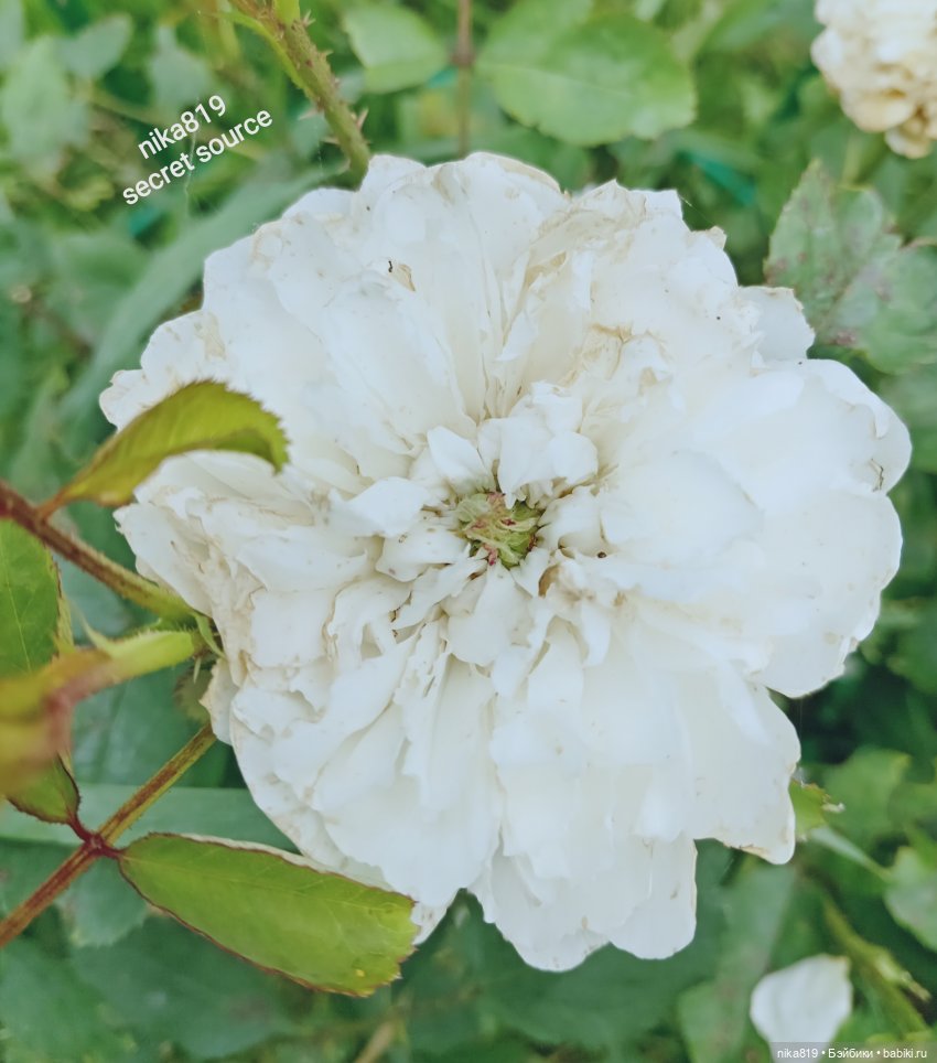 Дачные зарисовки от Кощея (фото 6)