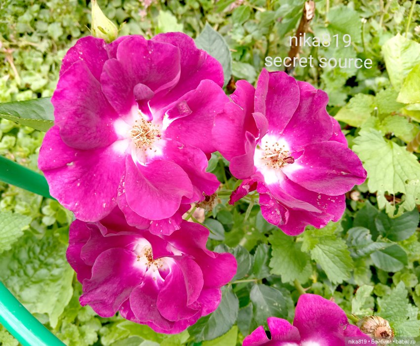 Дачные зарисовки от Кощея (фото 5)